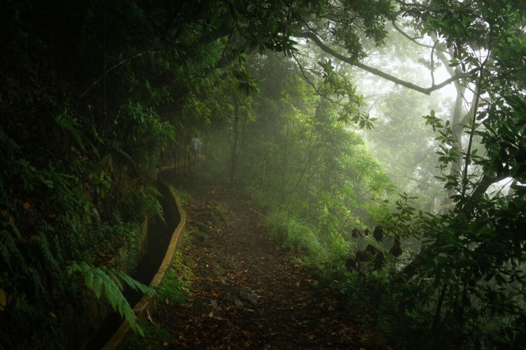 Madeira Levada Walks