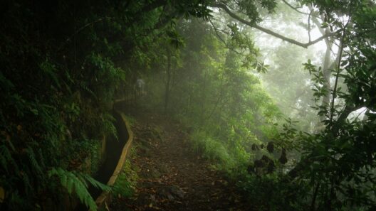 Madeira Levada Walks