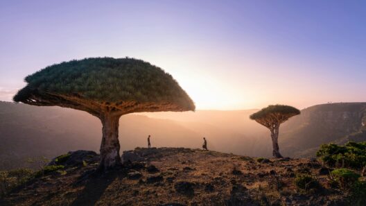 Socotra Island, Yemen