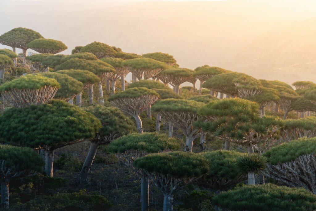 Socotra Island, Yemen