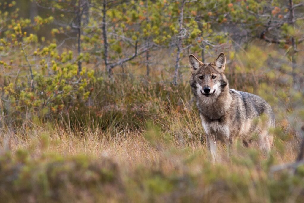 Wolf Tracking and Wild Swimming