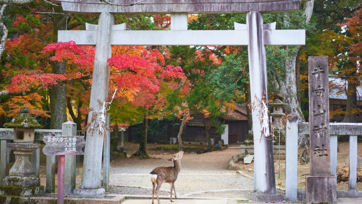 Nara Park Japan