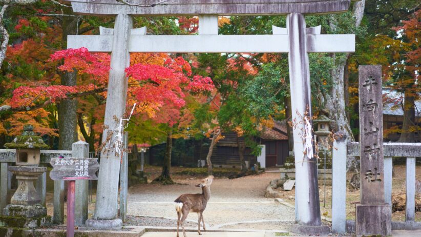 Nara Park Japan